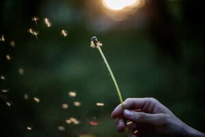 blowing dandelion seeds represent letting go of my past